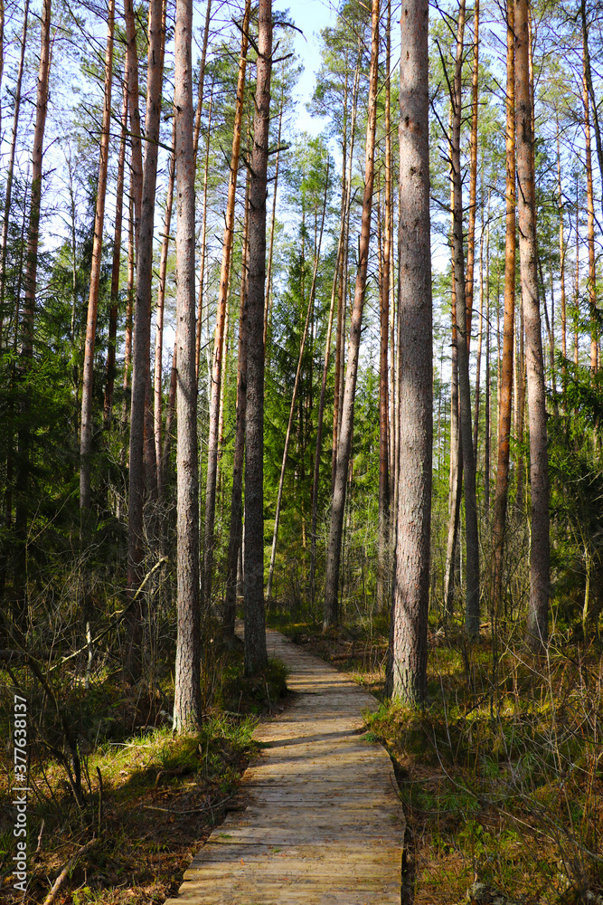 Fototapeta premium A beautiful trail for walking in the forest. Fresh clean air.