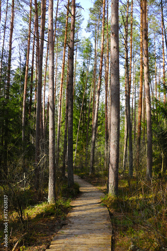 A beautiful trail for walking in the forest. Fresh clean air.