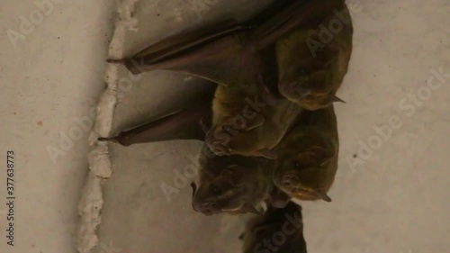 Adorable bat family grouped in crevasse under a concrete bridge photo