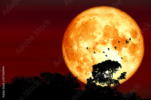 Superharvest blood moon silhouette top tree and birds flying on night red sky
