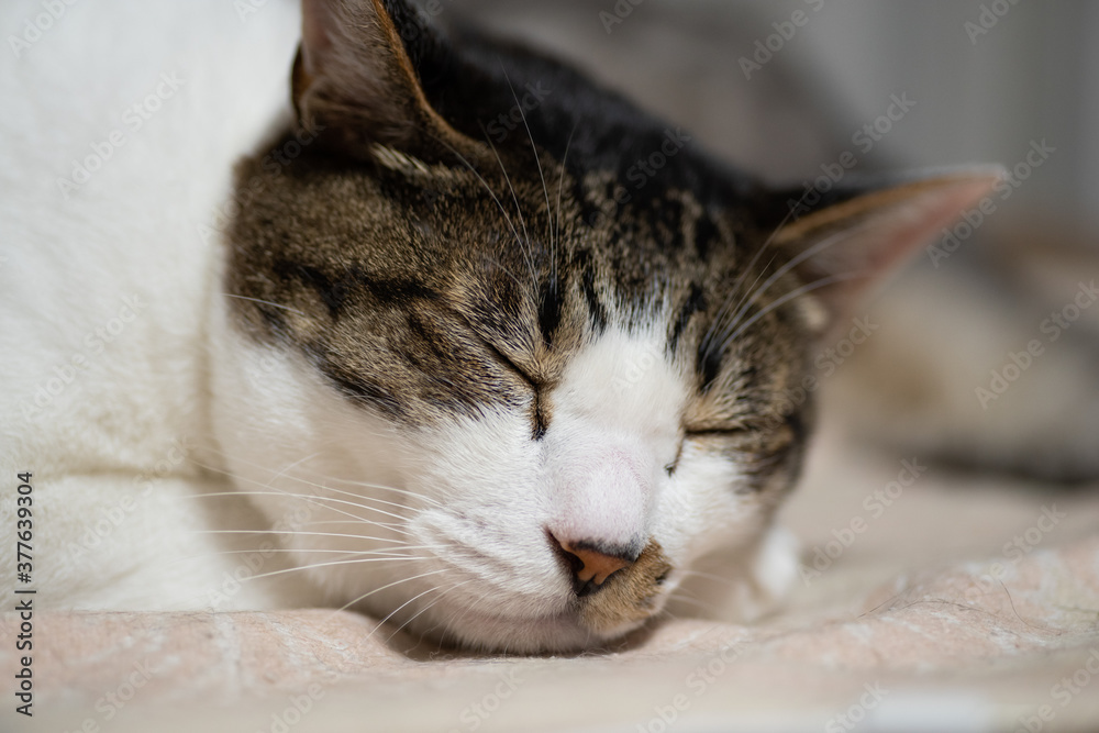 可愛い寝顔 キジトラ猫 Stock 写真 Adobe Stock