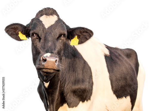cow on a white