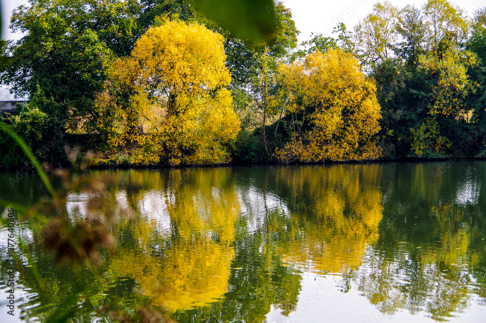 Herbstliche Laubbäume in leuchtendem Gelb am Flußufer und deren Spiegelung im Wasser