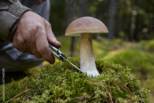Mashroom picker with Boletus machroom. Old man hand cutting white mashroom in forest.