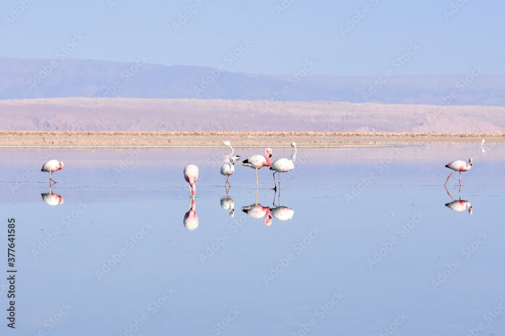 Flamingos at Los Flamencos National Reserve, chile