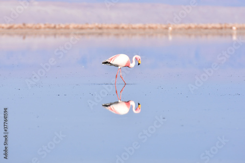Flamingos at Los Flamencos National Reserve, chile © Takashi