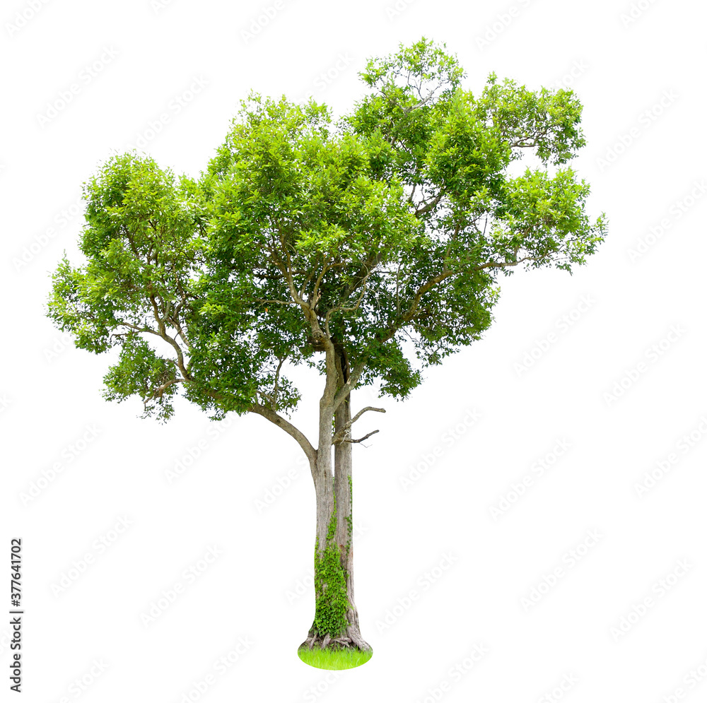 Trees isolated on white background, tropical trees isolated used for design, advertising and architecture. Trees isolated on white background, tropical trees isolated used for design, advertising and architecture.