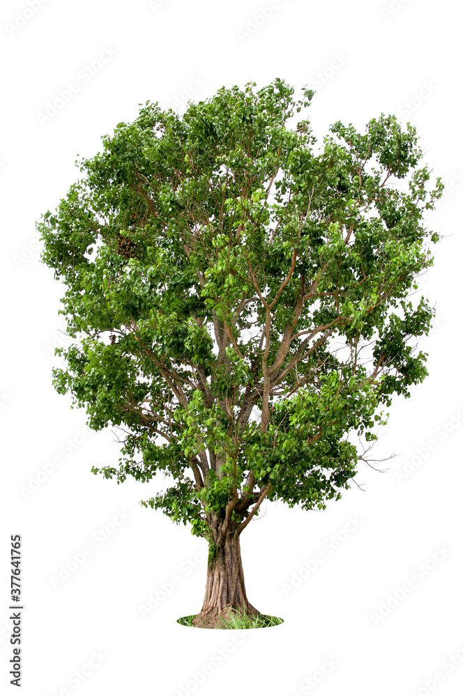 Trees isolated on white background, tropical trees isolated used for design, advertising and architecture. Trees isolated on white background, tropical trees isolated used for design, advertising and architecture.