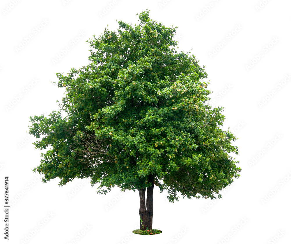 Fototapeta premium Trees isolated on white background, tropical trees isolated used for design, advertising and architecture.