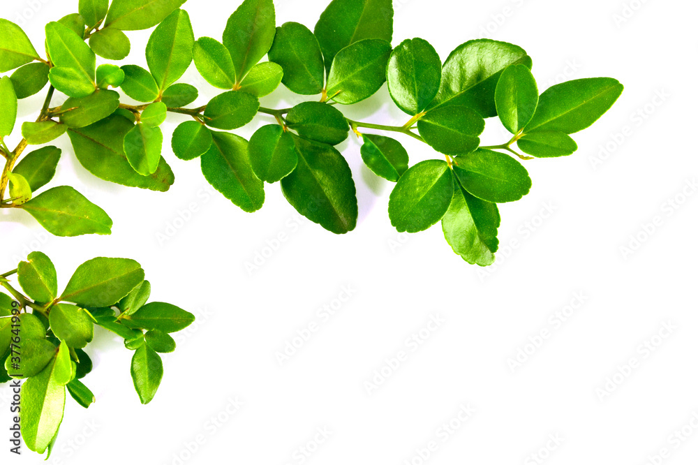 The bright green leaves look like creepers on a white background, making them fresh like spring. The bright green leaves look like creepers on a white background, making them fresh like spring.