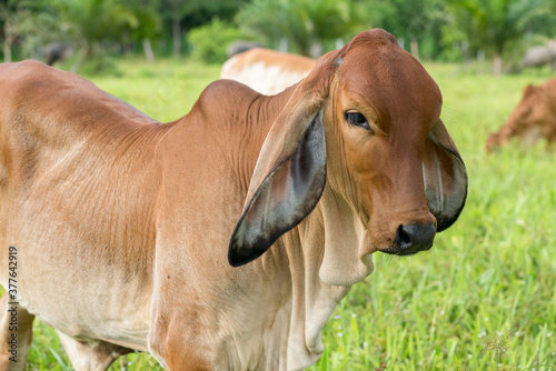 Close up of the young cow's head standing on the meadow beside river, Mekong river Thailand.