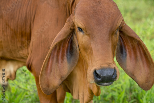 Close up of the young cow's head standing on the meadow beside river, Mekong river Thailand.