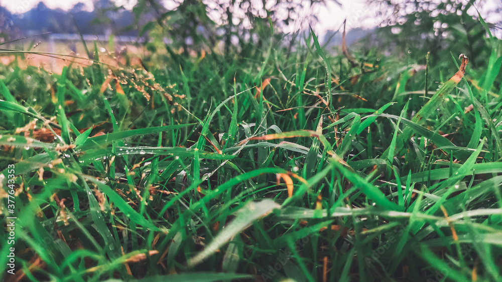 low angle view of beautiful green grass in winter morning low angle view of beautiful green grass in winter morning