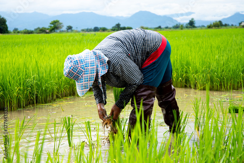 Farmers in Thailand are growing rice.