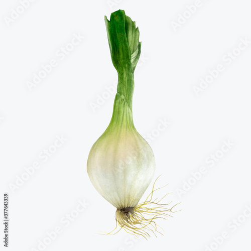 Young onion watercolor illustration isolated on white background