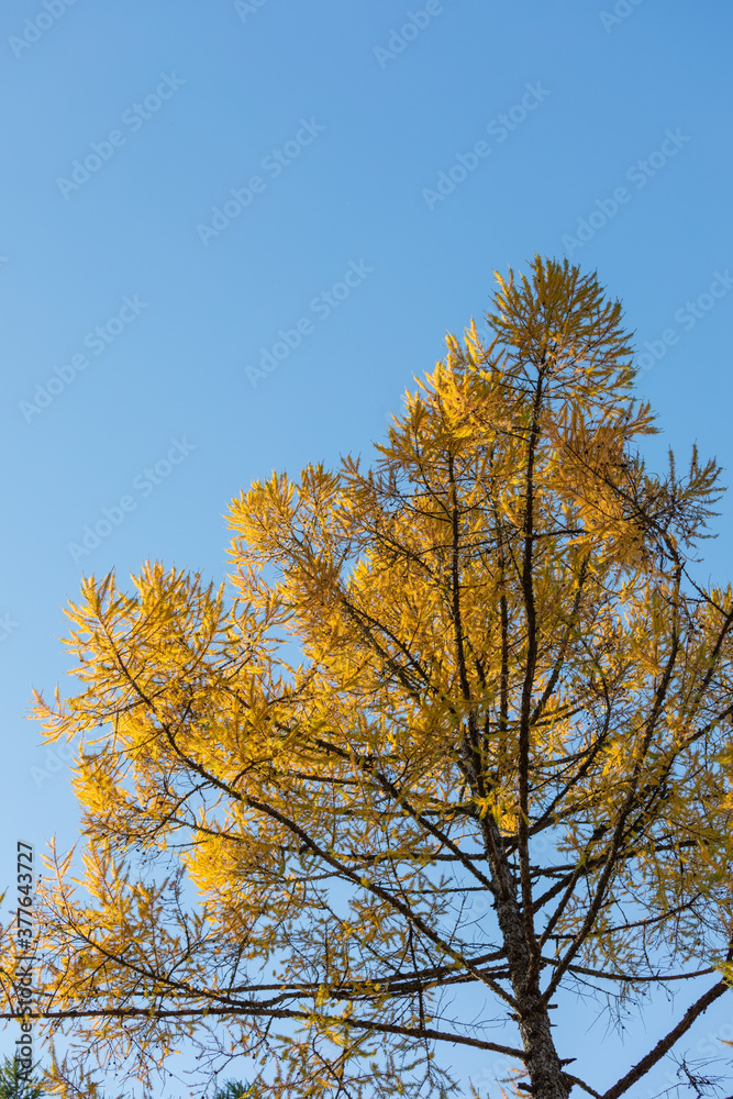 Larch tree in yellow autumn colors