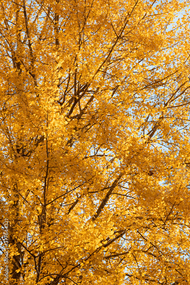 Yellow aspen tree foliage in golden sunlight Yellow aspen tree foliage in golden sunlight