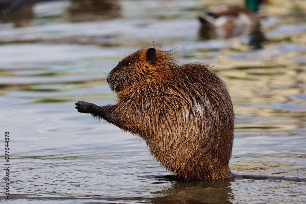 Coypu Sits on Riverside of Vltava River and Scratches itself. Portrait of Wet Nutria in Prague, Czech Republic. Coypu Sits on Riverside of Vltava River and Scratches itself. Portrait of Wet Nutria in Prague, Czech Republic.