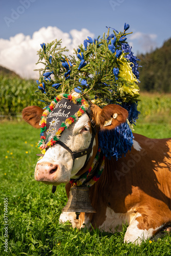 Almabtrieb Gasteig in Tirol, (Hoamfohn) mit den Kühen von der Alm photo