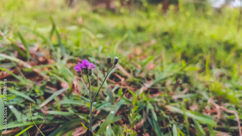 selective focus on beautiful purple flower selective focus on beautiful purple flower
