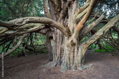 Konstfotografi An ancient gnarled Yew tree in a forest