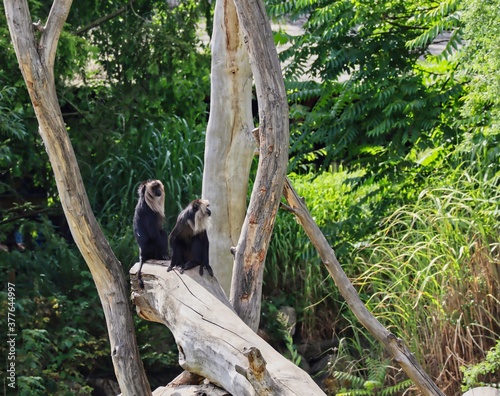 Lion-Tailed Macaque (Macaca Silenus), or the Wanderoo, is an Old World Monkey. Two Macaques with Black Hair and Silver-White Mane Sits on the Wood in Czech Zoo.