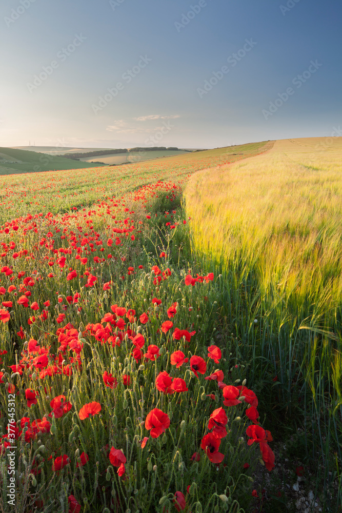  A poppy and barley field in the summer
