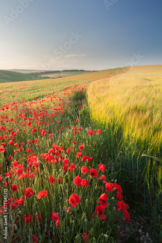  A poppy and barley field in the summer