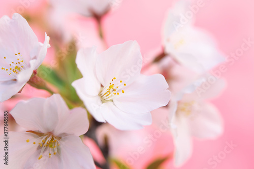 Fototapeta Naklejka Na Ścianę i Meble -  桜