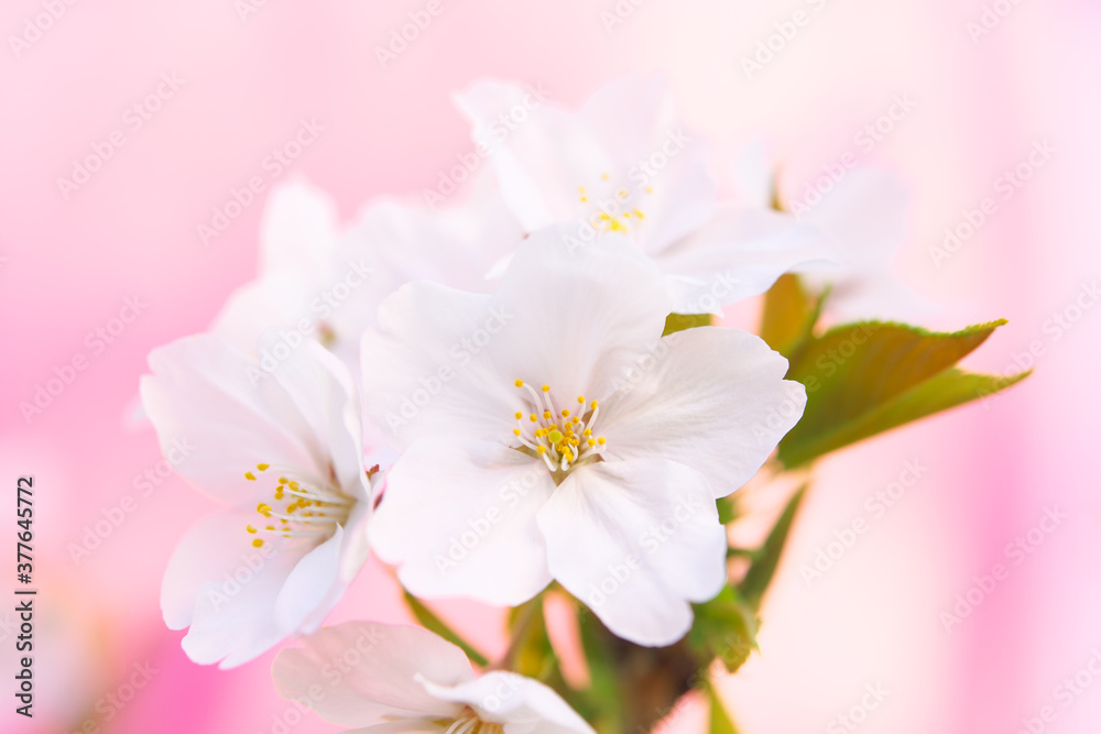 桜