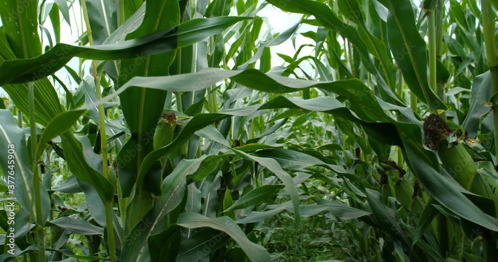 corn workers, the camera goes forward. Slow motion corn workers, the camera goes forward. Slow motion