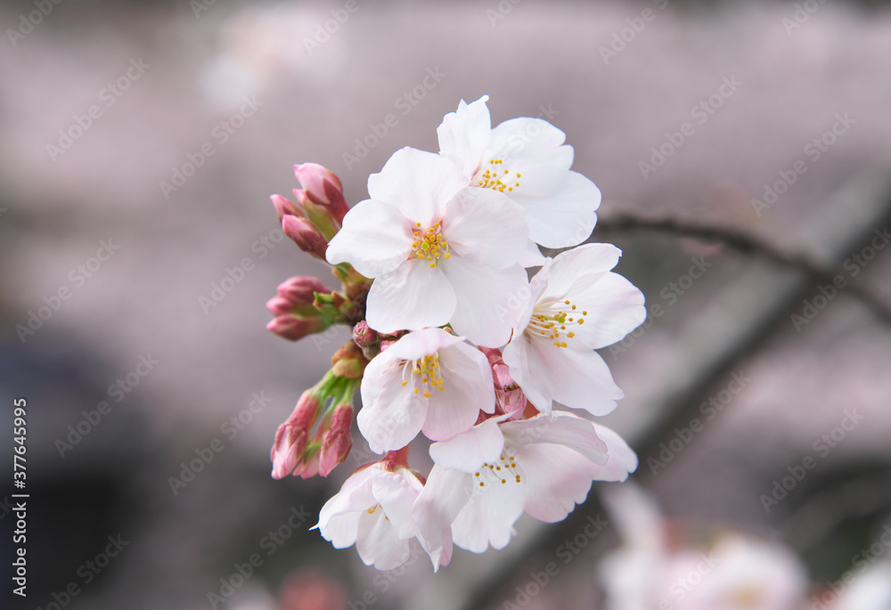 桜 桜