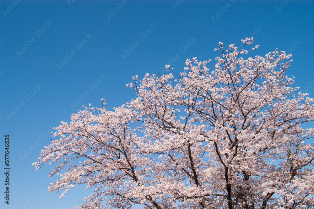 桜