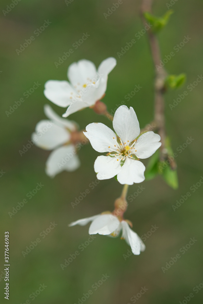 桜