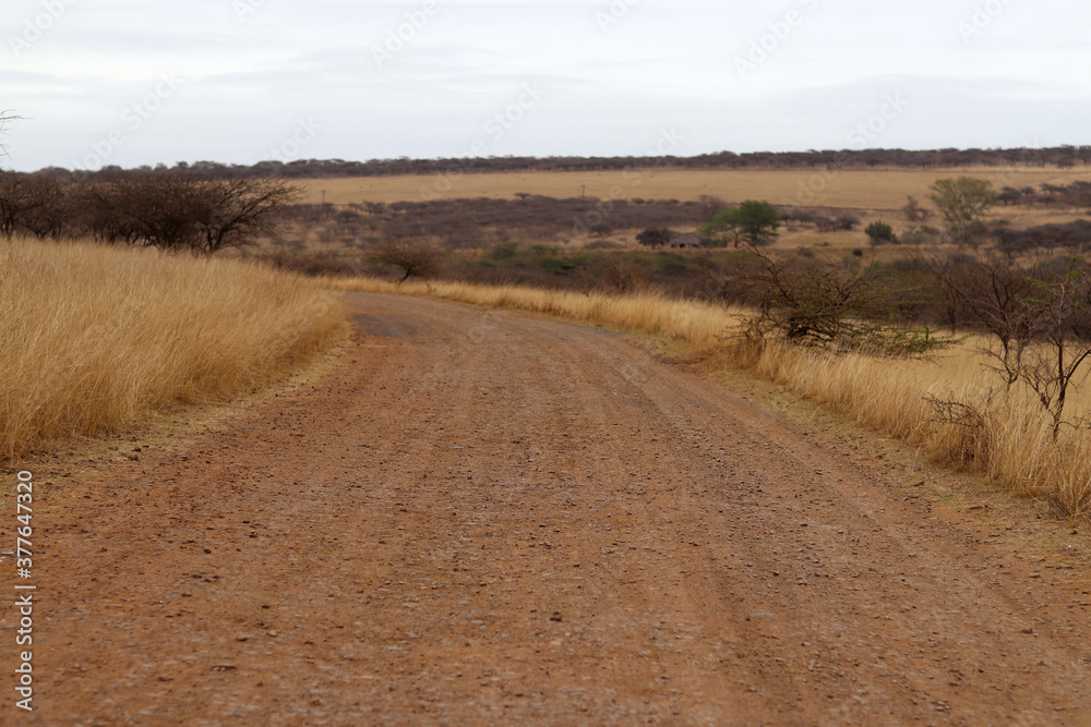Safari dirt road
