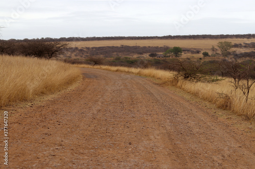 Safari dirt road