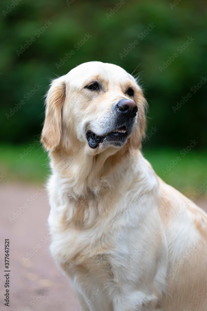 Portrait of a Golden Retriever adult dog in the park