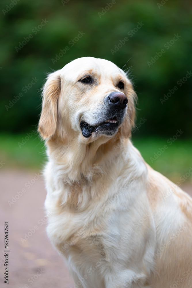 Portrait of a Golden Retriever adult dog in the park Portrait of a Golden Retriever adult dog in the park