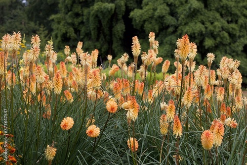 Flowerbed of pale orange red hot pokers or kniphofia in garden photo