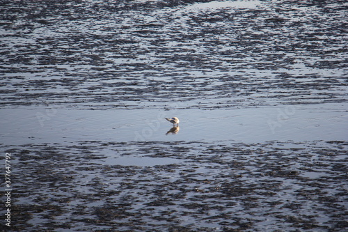 Möwen am Meer photo