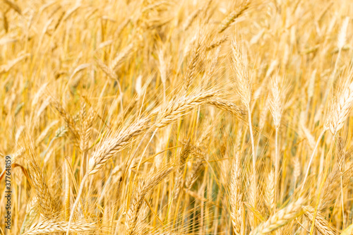 Wheat Field Texture Background with Ripening Ears