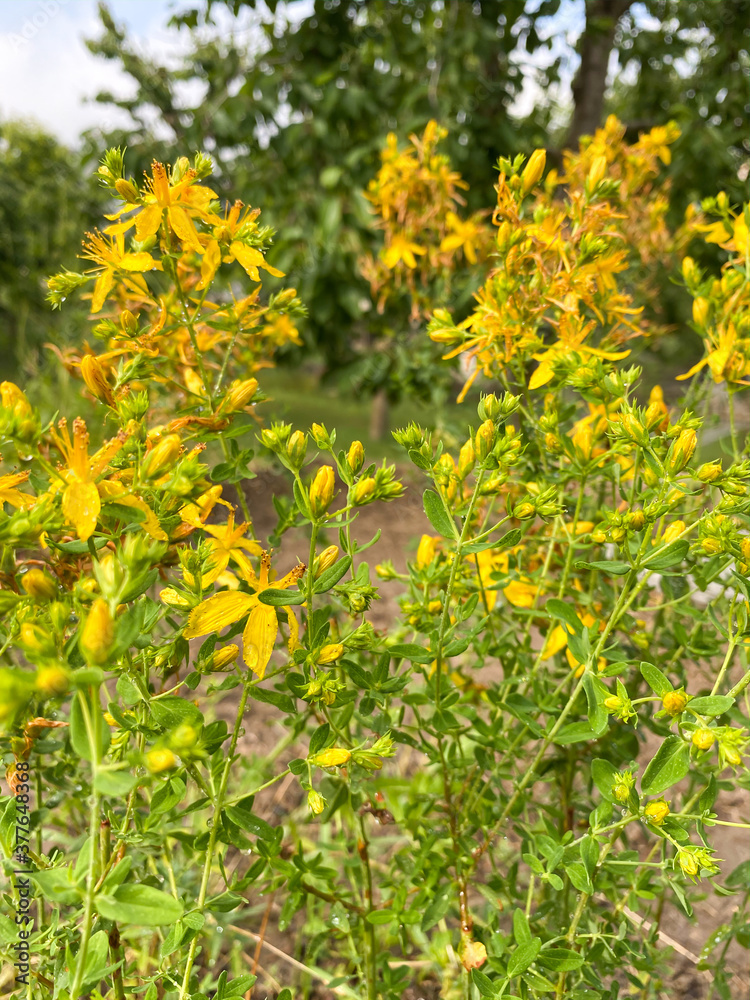 Hypericum perforatum, known as St John's wort, common or perforate St John's-wort. Turkish known as 