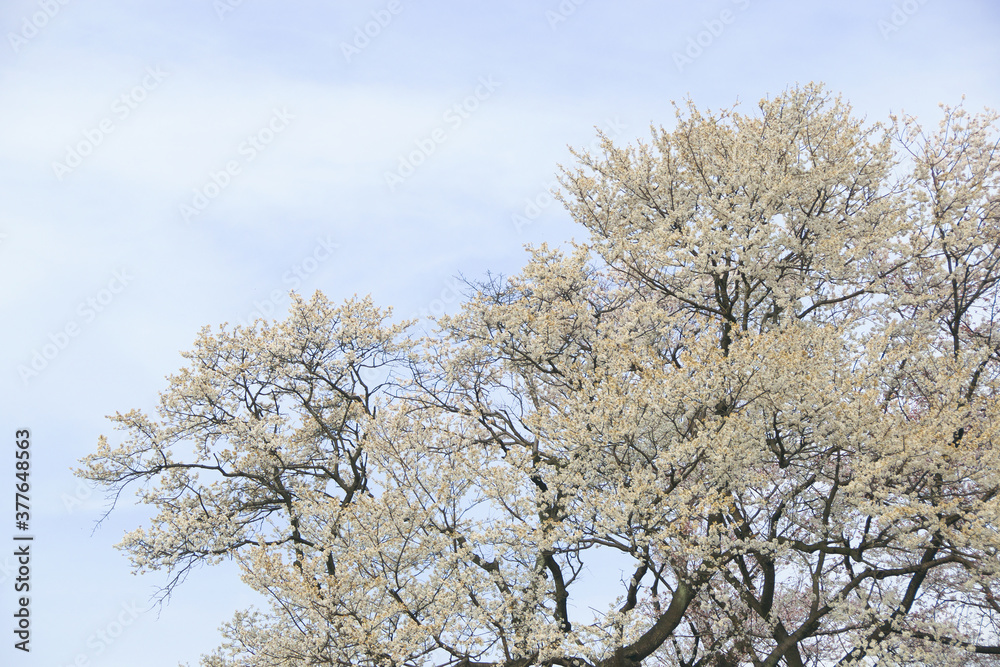 桜 桜