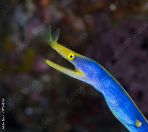 Ribbon Eel - Rhinomuraena quaesita (adult male). Underwater world of Tulamben, Bali, Indonesia. photo