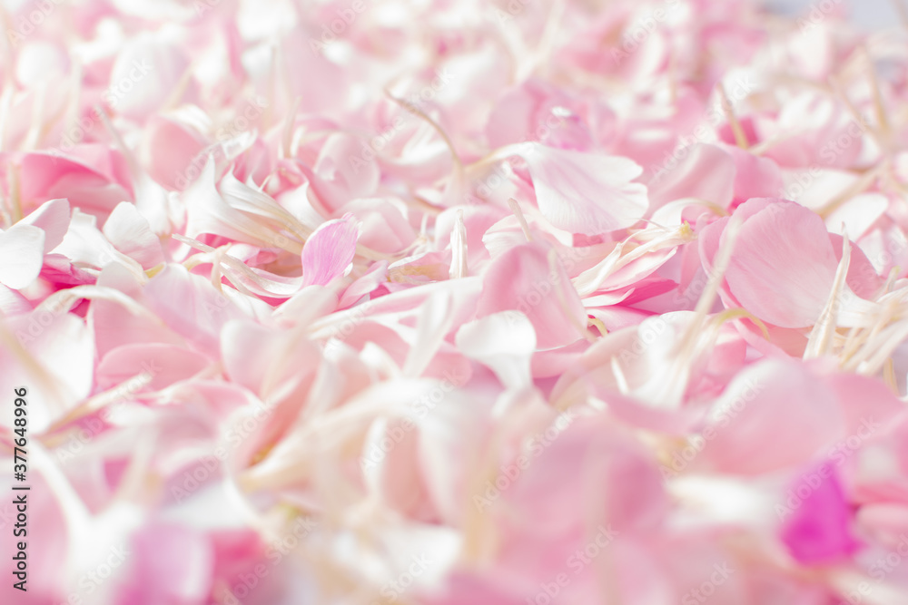 Fototapeta premium Pink Carnation Petals Texture, Dianthus or Schabaud Background