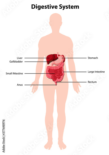 Diagram of human digestive system