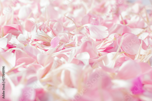 Pink Carnation Petals Texture, Dianthus or Schabaud Background
