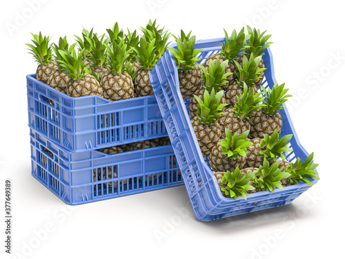 Pinapples in blue plastic crate isolated on white background. photo