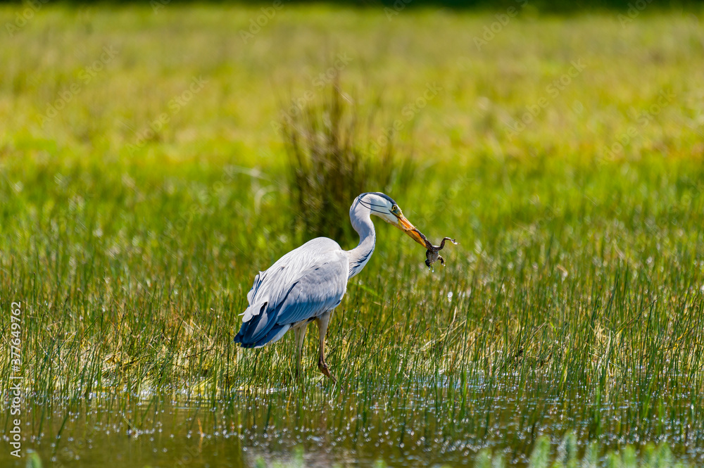 Fototapeta premium heron in the grass