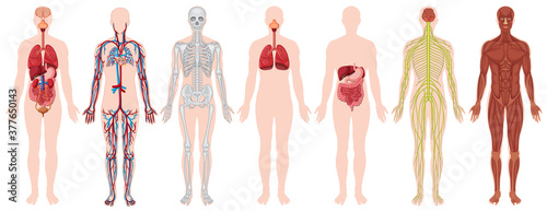 Set of human body and anatomy